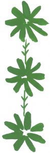 cikorialiten